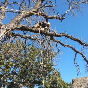 Photo of At Your Request Landscaping and Tree Service