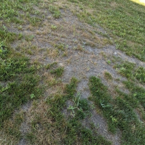 Photo of No Lawn Left Behind