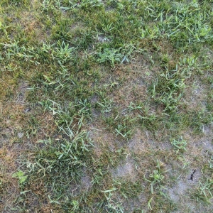 Photo of No Lawn Left Behind