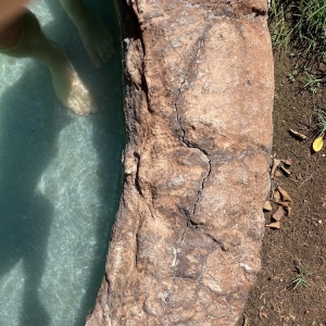 Photo of Katchakid