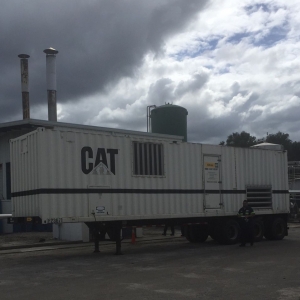 Photo of Ohio Cat