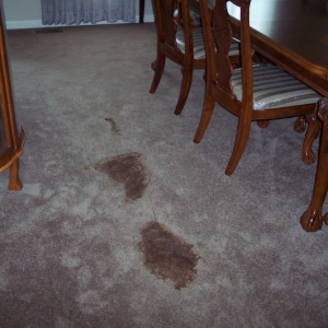 Photo of Thoroclean
