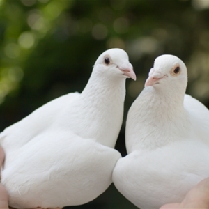 Photo of Up UP & Away Dove Release