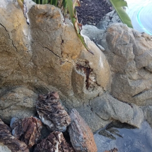 Photo of Pool Inspectors
