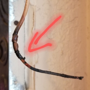 Photo of Sharp Electric
