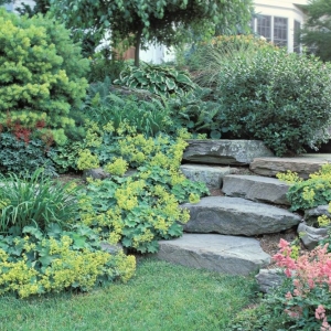 Photo of Synergy Lawnscape