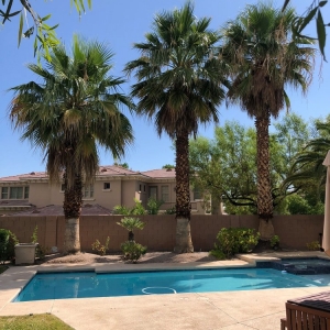 Photo of Pablo's Palmas Tree & Landscaping Services