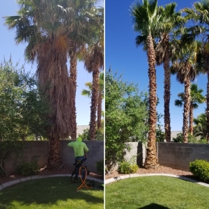 Photo of Pablo's Palmas Tree & Landscaping Services