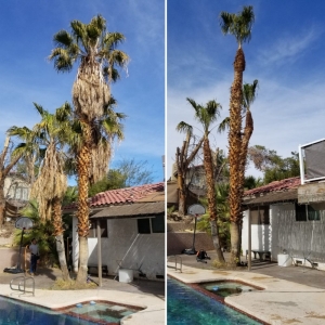 Photo of Pablo's Palmas Tree & Landscaping Services