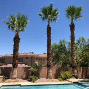 Photo of Pablo's Palmas Tree & Landscaping Services