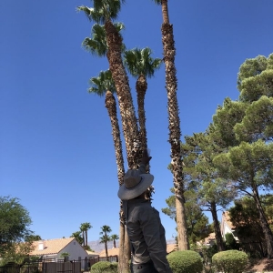 Photo of Pablo's Palmas Tree & Landscaping Services