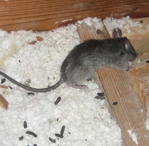 Photo of Green Rat Control