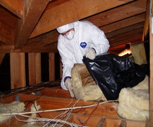 Photo of Green Rat Control