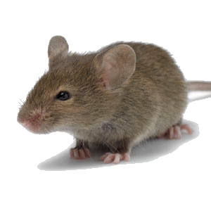 Photo of Green Rat Control