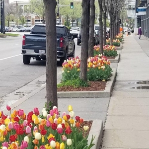 Photo of Precision Landscape Service
