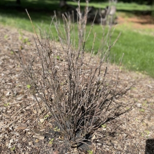 Menomonee Falls Johnson's Nursery