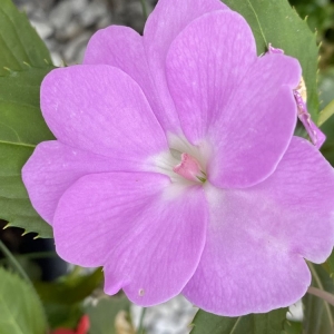 Photo of Full Features Landscape & Garden Center