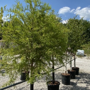 Photo of Full Features Landscape & Garden Center