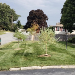 Photo of Pristine Lawn Care