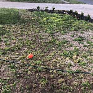 Photo of Pristine Lawn Care
