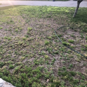Photo of Pristine Lawn Care