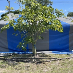 Photo of Royal Pest & Termite