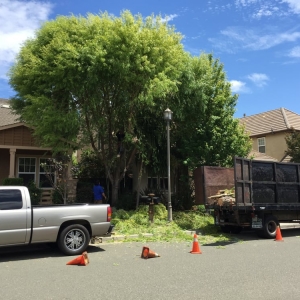 Novato Febronio Tree Service