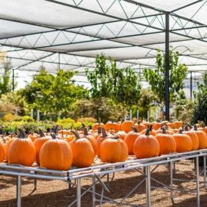 Photo of Passiglia's Nursery & Garden Center