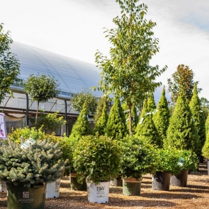 Photo of Passiglia's Nursery & Garden Center