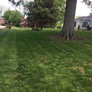 Photo of Turf Club Lawn & Landscape