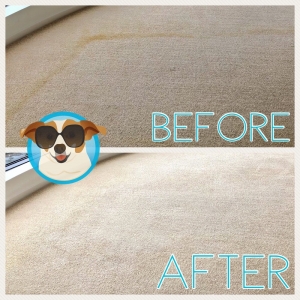 Photo of Power Pup Clean