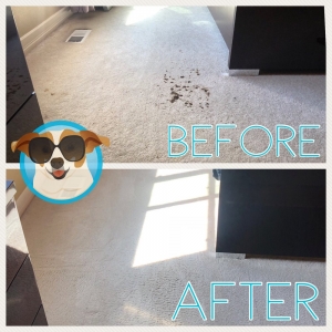 Photo of Power Pup Clean