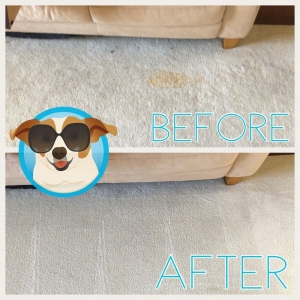 Photo of Power Pup Clean