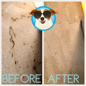 Photo of Power Pup Clean