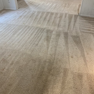 Photo of Blue Ribbon Carpet Cleaning