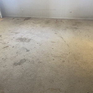 Photo of Blue Ribbon Carpet Cleaning