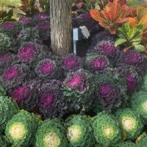 Photo of Greener Gardens Of New York