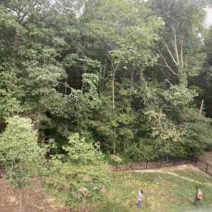 Photo of Tree & Junk Removal