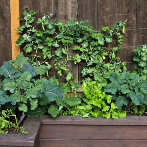 Photo of Green Earth Gardeners