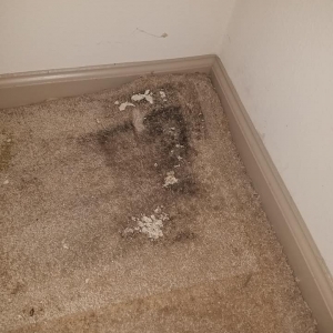 Photo of All Star Carpet Cleaning and Restoration