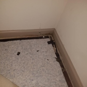 Photo of All Star Carpet Cleaning and Restoration