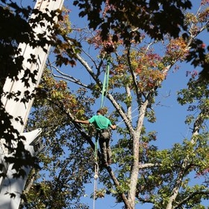 Photo of Tree Worx