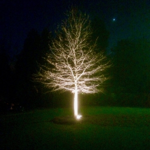 Photo of Wintergreen Woods
