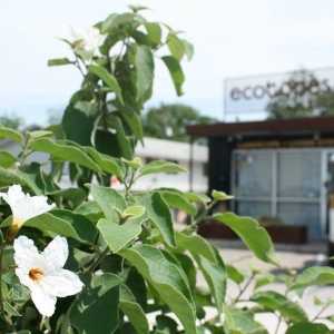 Photo of Ecotopes