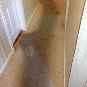 Photo of Luis' Chem-Dry