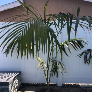 Photo of Discovery Island Palms
