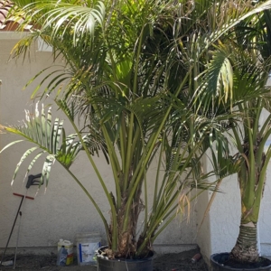 Photo of Discovery Island Palms