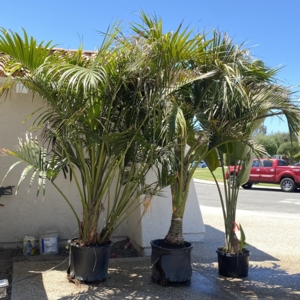 Photo of Discovery Island Palms