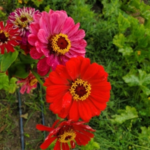 Photo of Inecui Flowers