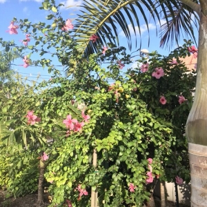 Wilton Manors Landscapes In Harmony